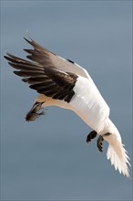 Northern gannet