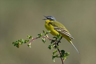 Blue-headed Yellow wagtail