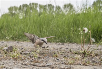 Red-backed Shrike