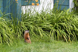Marmot standing in a garden