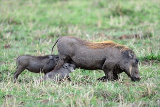 Mother suckling warthog piglets