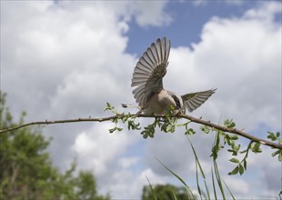 Red-backed Shrike