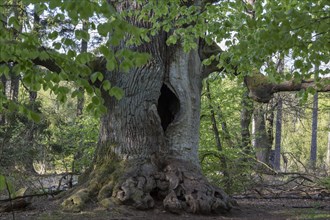 Hute oak in the primeval forest Sababurg