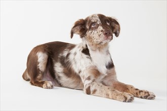 Australian Shepherd