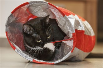 Domestic cat with cat tunnel