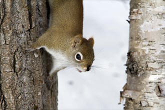 Red squirrel going down a tree
