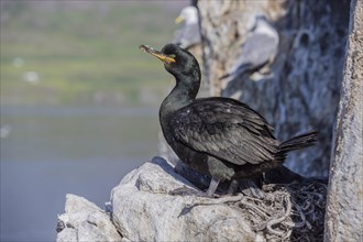 Common shag