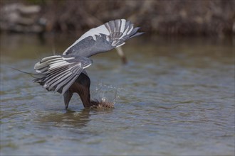 Blue-footed heron