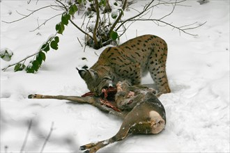 European lynx with captured Eurasian lynx