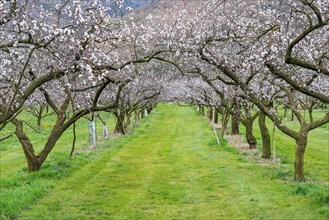 Apricot tree