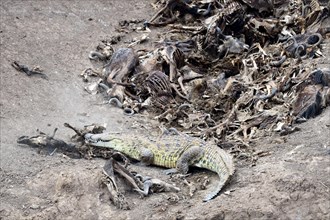 Nile crocodile feeding on wildbeest carcass. Mara river.