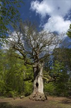 Hute oak in spring