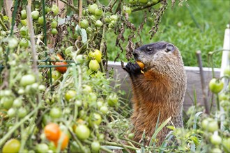 Marmot eating tomatoes in a garden