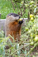 Marmot eating tomatoes in a garden