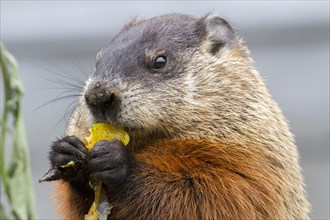 Groundhog feeding