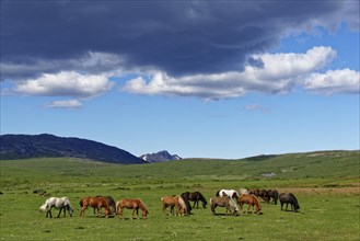 Herd of iceland horses