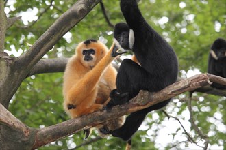 White-cheeked gibbons
