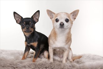 Chihuahuas