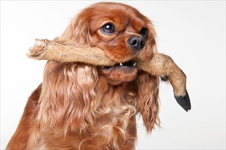 Cavalier King Charles Spaniel