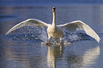 Mute Swan