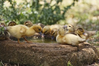 Ducklings at the trough