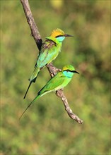 Green bee-eater