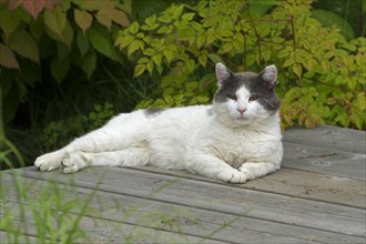 House cat on garden table