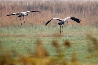 Common crane