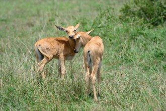 Topi calves greeting