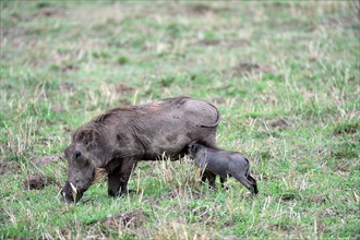 Warthog piglet suckling from its mother