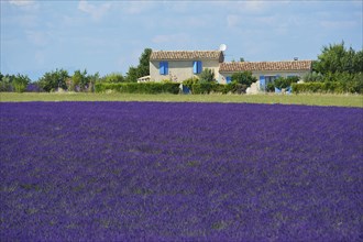 Lavender fields on the Plateau de Valensole
