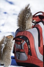 Eastern grey squirrels looking for peanuts in a backpack