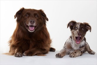 Australian Shepherd