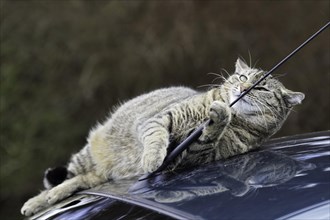 House cat on car roof