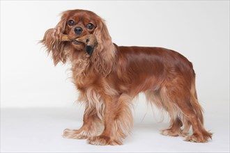 Cavalier King Charles Spaniel