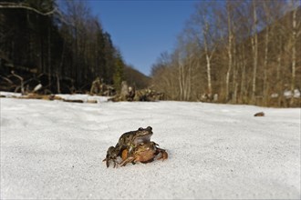Common European Frog