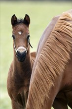 English thoroughbred horse