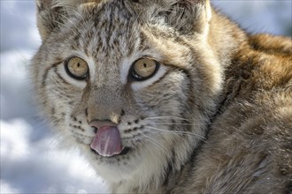 Young Eurasian Lynx