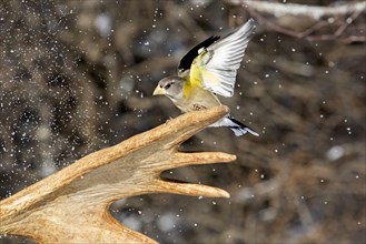 Evening Grosbeak male sitting on moose antlers in winter
