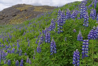 Mountain lupines