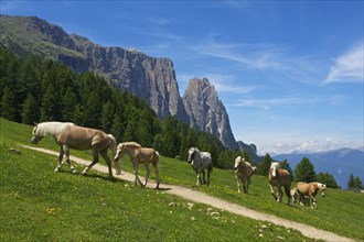 Haflinger on summer pasture on the Alpe di Siusi with Sciliar