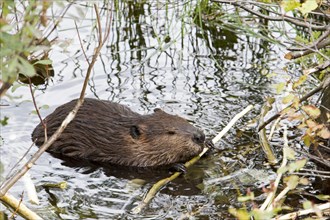 Beaver feeding in water