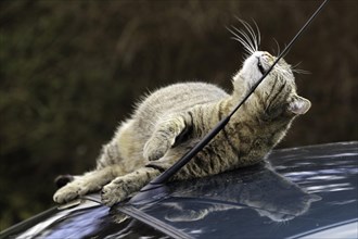 House cat on car roof