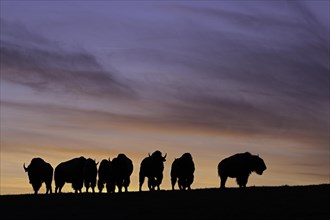 Amerikanischer Bison