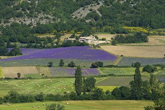 Lavender fields near Sault