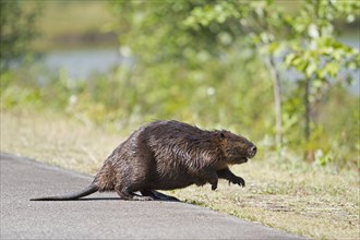 Beaver running across the road