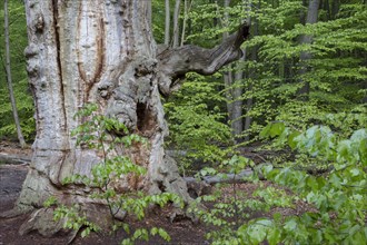 Dead hute oak in the primeval forest Sababurg