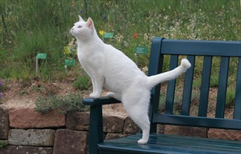 White house cat on garden bench