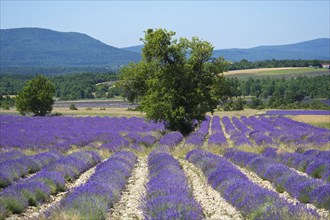 Lavender fields near Sault