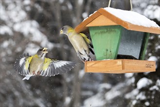 Evening grosbeak interaction at a winter bird feeder